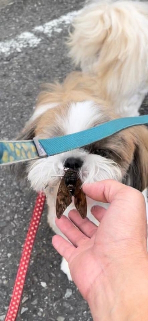 神戸新聞next 連載 特集 話題 人間ならうぎゃ ひっくり返ってるセミが突然動き出したら 大喜びする犬が話題 すてきなアクセサリー