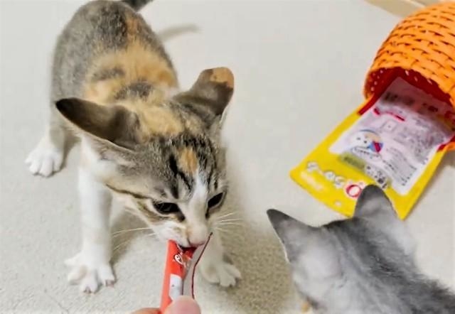 初めてちゅーるをあげたら」イカ耳で食いつく子猫の大興奮ぶりに爆笑