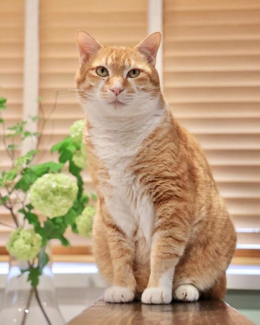 帰宅した夫のカバンの中に子猫 保護した茶トラは食欲旺盛→体重7.5キロ