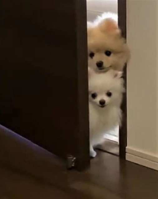 わんこ立ち入り禁止の部屋をのぞく兄妹犬がTwitter上で話題を集めた（「ころすけ＆ぺこ ポメラニアン兄妹」さん提供、Twitterよりキャプチャ撮影）