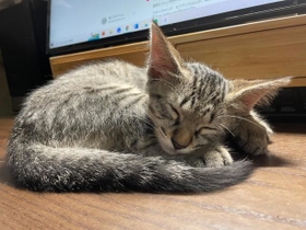 猫は同じ家族（ねこといっしょさん提供）