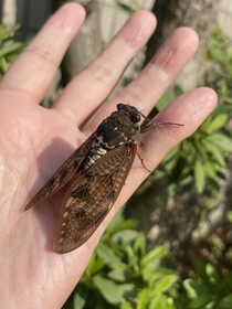 （日高トモキチさん提供）
