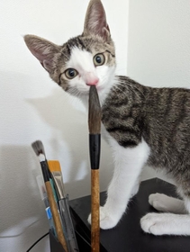 筆を鼻に突っ込む子猫がTwitter上で話題になった（輝竜司さん提供）