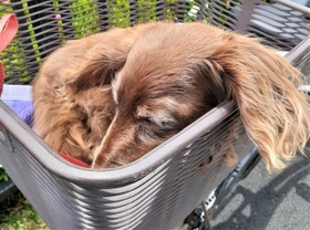 犬の保護活動を行う団体が、特に老犬に対し繊細に対応する話をご紹介します