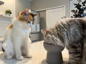 「残さないかな…」同居猫に無言の圧をかけるうなちゃん（左）＝ぽてこゆこめ+うなさん（@potechi_nikki）提供