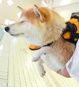 イメトレ？（「柴犬チャーミー」さん提供、Twitterよりキャプチャ撮影）