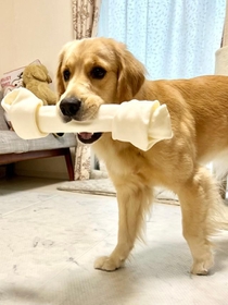 骨ガムって美味しいだけじゃないのよ＝ぷぅちゃんねる♡ゴールデンレトリバーさん（@pu_channeldesu）提供