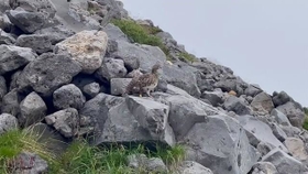 登山道に堂々と姿を現したライチョウさんですが、この後…！？ (狩人３号さん提供）