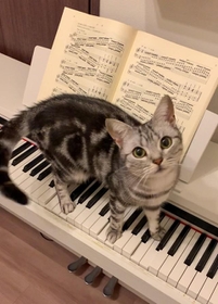 ねこふんじゃった」じゃなくて「ピアノふんじゃった」 鍵盤の上を歩く