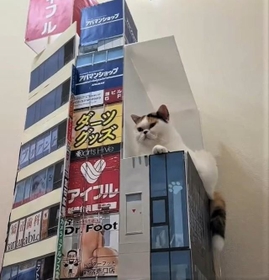 超リアル 自宅に新宿3d猫を再現すると あっ 猫ちゃんが飛び出てきた テクノロジーの進歩は凄い リアル過ぎる3d猫 神戸新聞next 連載 特集 話題