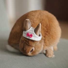 この変態め い いや 構わない すごくいいよ うさぎ用のパンティーに胸ときめく人が続出 神戸新聞next 連載 特集 話題