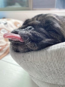 パグの可愛いところ詰まってる 繁殖引退犬の写真が話題 美しすぎる横顔 鼻ぺちゃどころか埋まってる 神戸新聞next 連載 特集 話題