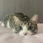 猫ちゃんのマズルがにんにくみたいだとTwitter上で話題になった（猫おばさん提供）