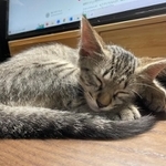 猫は同じ家族（ねこといっしょさん提供）