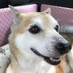 保護される以前は、劣悪な環境で育ち、虐待を受けていたナッツ