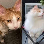 お風呂上がり（左）と普段のフーゴ＝フーゴデカにゃんこ（@zuccherofugo）さん提供