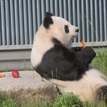 いつもの場所でのんびりニンジンを食べるタンタン。この時は飼育員の王さんもいっしょに見守りました（画像は王子動物園公式ツイッターから）