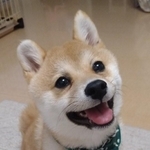 ニコニコ笑顔で見上げる子犬の写真がTwitter上で話題を集めた（提供写真）