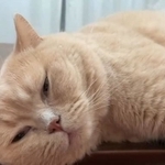 ん？目が覚めた・・・（「みかんとじろうさんち」さん提供、Twitterよりキャプチャ撮影）