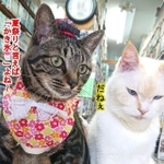 ココア（左）とピュア（右）（同店のインスタグラム@kirara290922より）