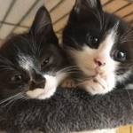 子猫だった２匹、ずっと一緒だにゃ