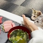 初めてマグロを見た子猫たち…もう夢中です（飼い主の方提供）