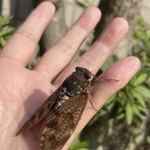 （日高トモキチさん提供）