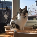 『保護猫カフェ にゃんこ』店長のカイです！