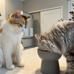 「残さないかな…」同居猫に無言の圧をかけるうなちゃん（左）＝ぽてこゆこめ+うなさん（@potechi_nikki）提供