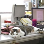 常務付秘書のネリ君