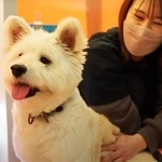 保護犬の譲渡活動を行うピースワンコ・ジャパンで引き出した後、新たな里親の元で暮らすことになった保護犬・うさぎ