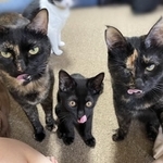 この眼差しで詰め寄られたら負けてしまいそう＝サビ丸Family（@tortoiseshell_9）さん提供