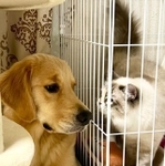 名残り惜しいよね＝ぷぅちゃんねる♡ゴールデンレトリバーさん（@pu_channeldesu）提供