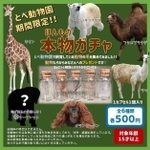 動物園の人気者が並んだ「本物ガチャ」。毛の特徴もそれぞれ個性が強そう。…となればコンプリートを狙いたくなるかも（画像提供：愛媛県立とべ動物園）