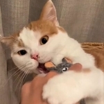 くまのぬいぐるみを触ろうとすると、猫パンチをかます猫が話題になった（hornさん提供、Twitterよりキャプチャ撮影））