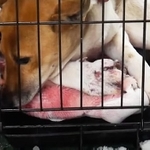 ピースワンコ・ジャパンでは狩猟用罠に誤ってかかってしまったワンコの保護も行なっています