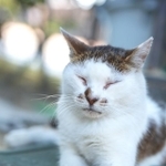 「天国から見守ってるニャ」（２０２１年７月撮影）