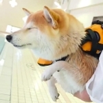 イメトレ？（「柴犬チャーミー」さん提供、Twitterよりキャプチャ撮影）