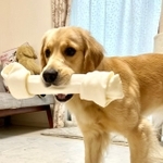 骨ガムって美味しいだけじゃないのよ＝ぷぅちゃんねる♡ゴールデンレトリバーさん（@pu_channeldesu）提供