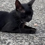 長崎の漁港で釣り針が刺さった野良猫が見つかった。釣り客が釣った魚を食べた際に誤って刺さったとみられるという（浦川さん提供）