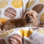 家に来た頃は目つきも違い、ウホ吉さんには寄ってこなかったロンくん