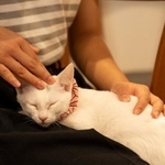 猫との触れ合いの様子