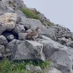 登山道に堂々と姿を現したライチョウさんですが、この後…！？ (狩人３号さん提供）