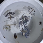 まるで空を飛んでいるようなトビウオの幼魚の姿（小物好きさん提供）