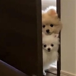 わんこ立ち入り禁止の部屋をのぞく兄妹犬がTwitter上で話題を集めた（「ころすけ＆ぺこ ポメラニアン兄妹」さん提供、Twitterよりキャプチャ撮影）