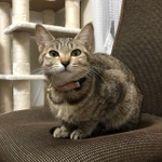 つぶらな目が可愛い