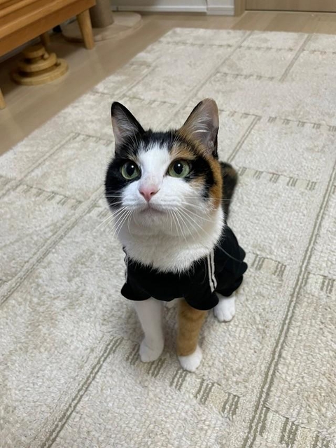 おいで～」と呼んだらついてくる三毛猫が話題 実家で飼っていた
