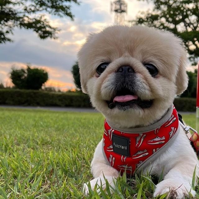 寂しげな表情が頭から離れなくて…迎えたのは元繁殖犬・出産した