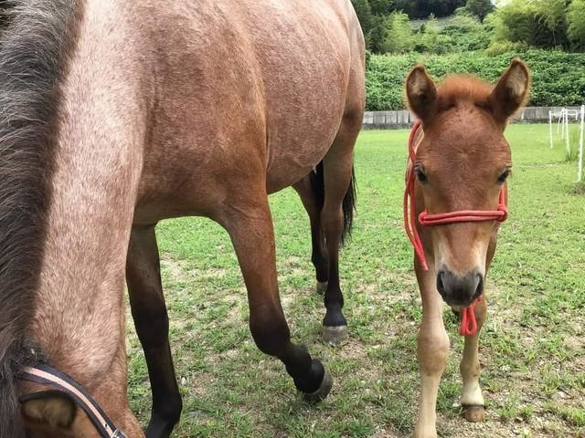 「ボクは浪速男子なんだよ。みんな、名前をつけてね」
