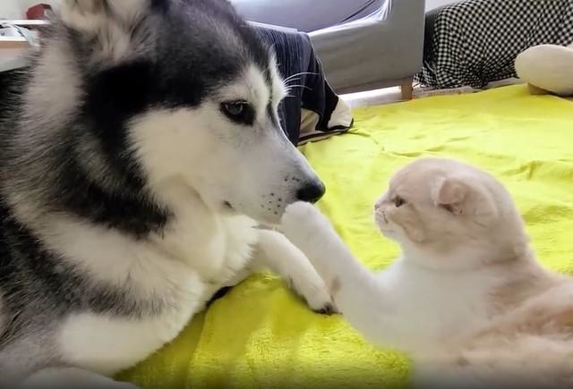 犬への猫パンチが優しすぎると話題 可愛すぎて→「一発で